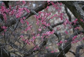 国営武蔵丘陵森林公園で久しぶりに梅の花を見る