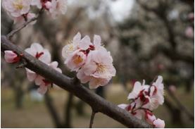 板橋区、赤塚溜池公園の梅林・梅花鑑賞