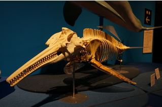 上野の国立科学博物館・大アマゾン展へ行って来た２