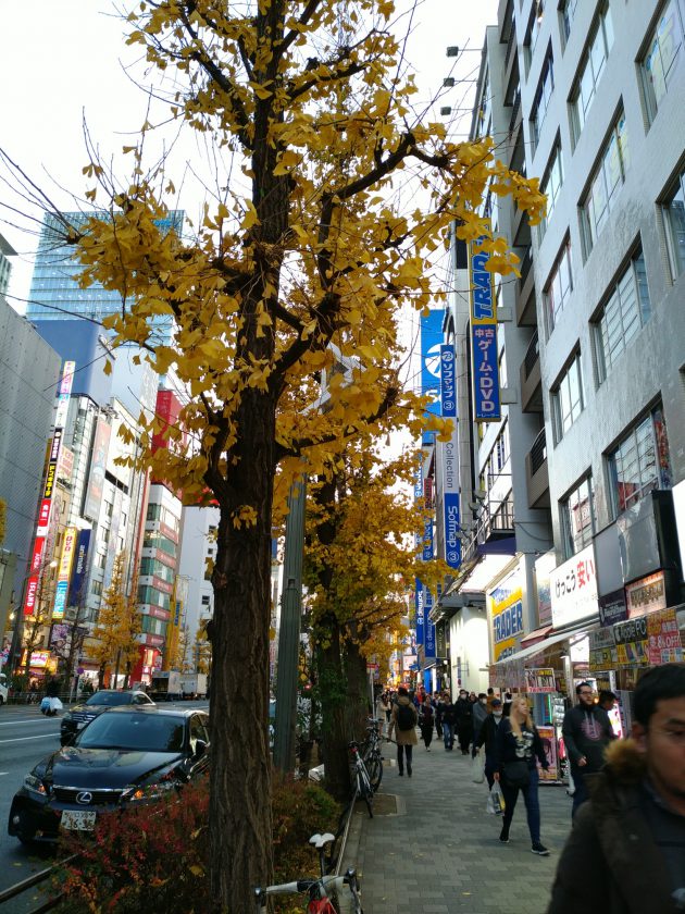秋葉原にCPUやその他何か面白いものがないか探しに行った時に撮影した写真。紅葉した銀杏の葉っぱがきれい。