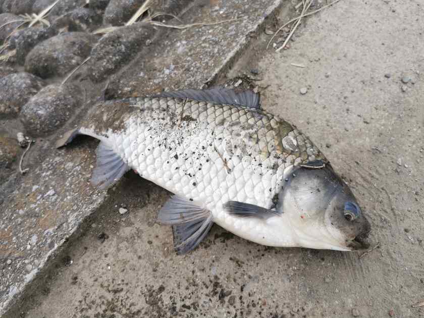 半ベラ(交雑種)のようですが、以前動画にも撮ったし、他の方もルアーで食いついて来てるので、食いつきそこなったのだと思います。
ここのヘラは食いっ気がありますね。