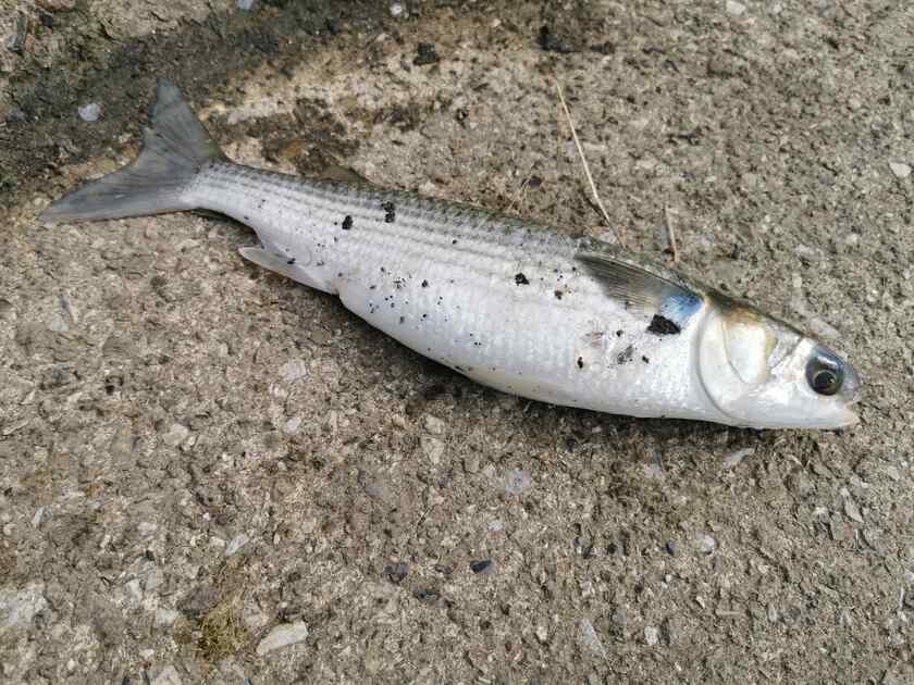 この日もルアーを変えつつダイワ(DAIWA)のブレイゾンモバイル、6106TMHBを投げてましたが、結果、DAIWAのメタルバイブレーションで、荒川温泉で初のボラがスレがかりで釣れました。