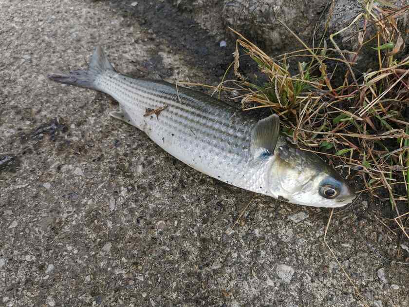 続けて2匹目のボラがニコ生中にヒット、否、スレがかるw