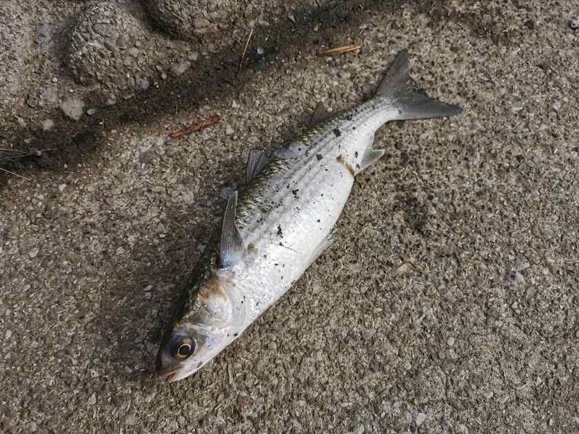 更に荒川温泉で3匹目のボラがスレがかりで釣れたので、場所移動しつつ釣りをしてましたが、この日はボラのみで終了。