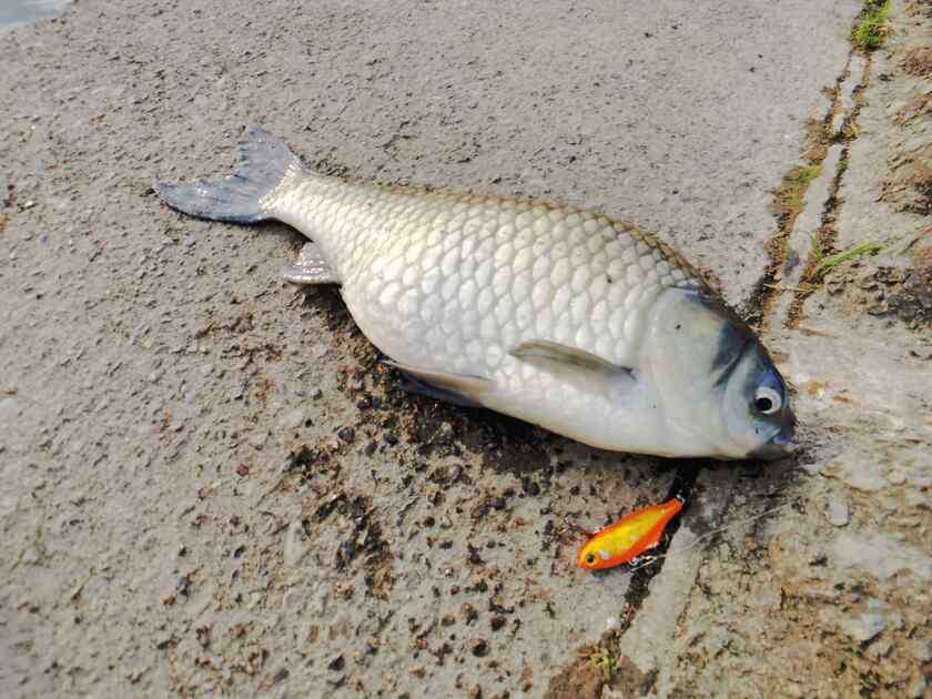 ニコ生開始33分ぐらいで、Waver 58Sのメタルバイブレーションにヘラブナがスレがかりました。
で、そばにいた荒川先輩(ヘラ師)が「邪魔だからどいて」的な発言をして来たので、パイセンには逆らわずに、場所を移動しましたw