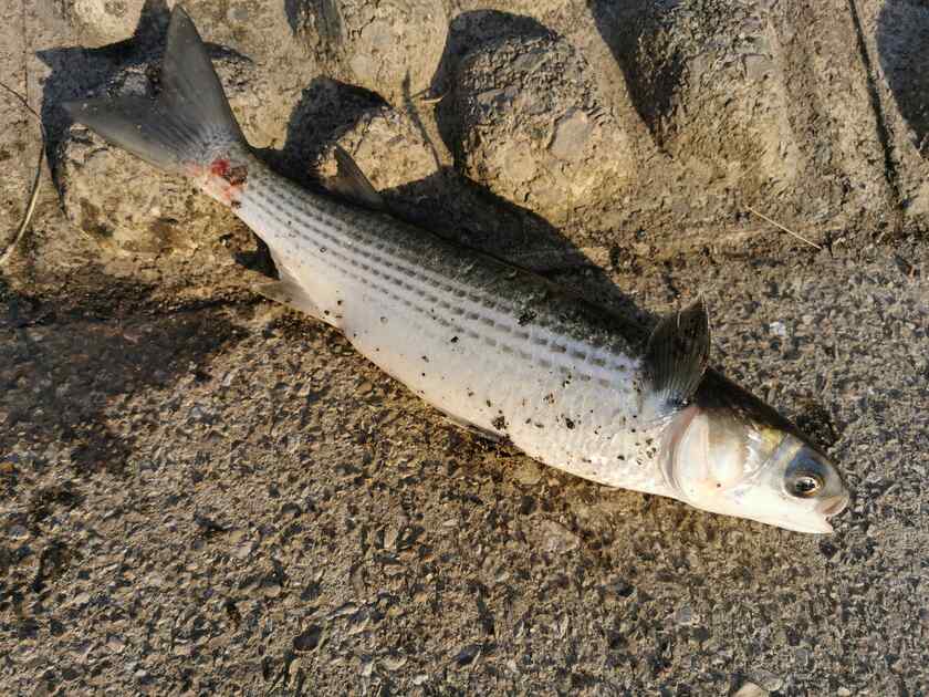 場所を移動し、最初に釣れたのはボラ、しかもスレがかりw
一番恥ずかしいやつですね!