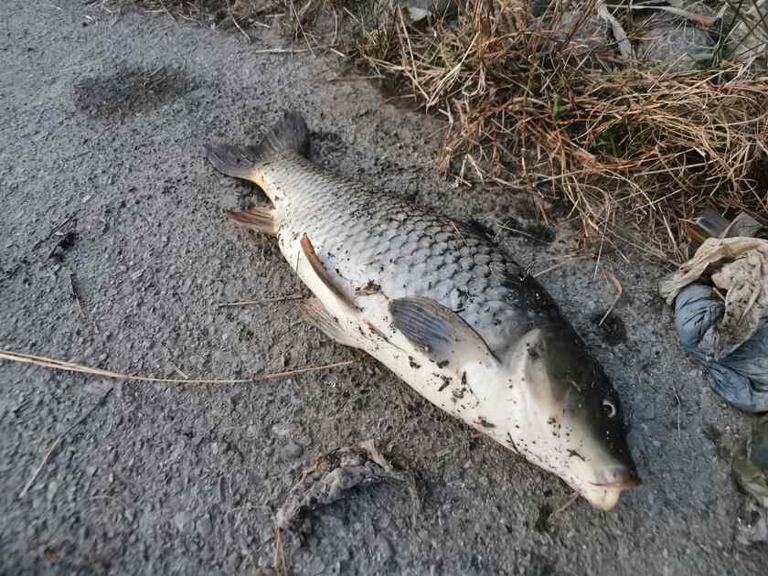更に場所を移動して釣れたのは、荒川温泉では久々の鯉!
引きは楽しかったけど、この鯉もスレ掛りでした。