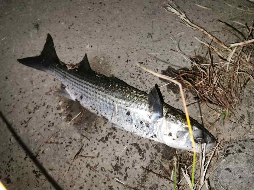 最後に荒川温泉で釣れたのは、ボラ、しかもまたしてもスレがかり( ;∀;)