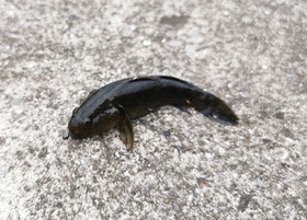 一之江付近の旧江戸川と東大島の旧中川の釣行メモ