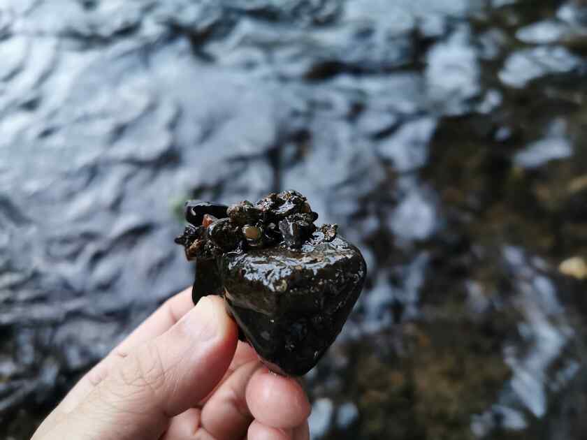 黒目川は想像してたよりきれいで、川の中の石を拾ったところ、川虫が結構いました！