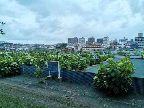 黒目川そばのアジサイ園
