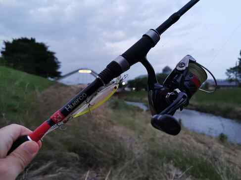 黒目川でニゴイ釣り