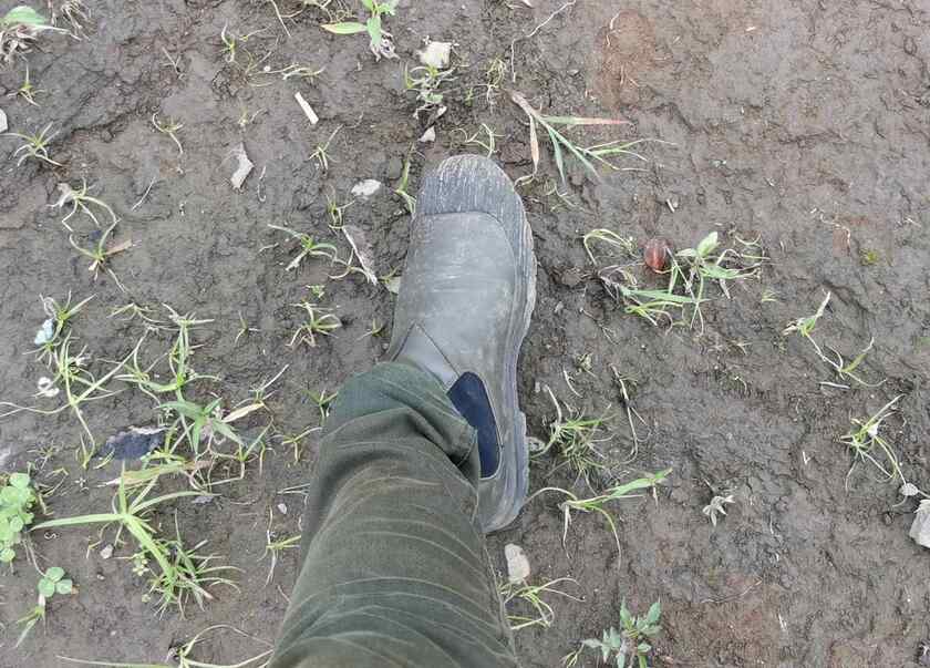 柳瀬川でGUで買った雨靴が役に立った
