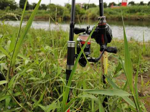柳瀬川でニゴイ＆スモール釣り