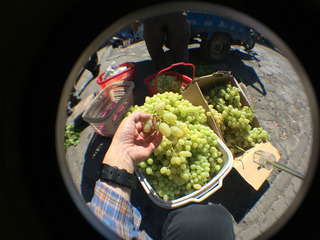 トルファン観光@大河沿鎮、超美味い葡萄