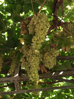 トルファン観光@カレーズ博物館