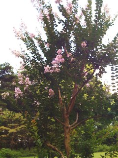 2008年の森林公園