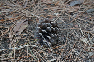 森林公園緑道の松ぼっくり