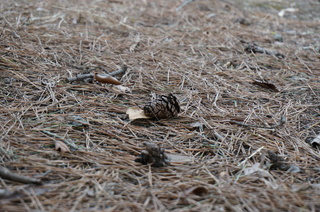 森林公園緑道の松ぼっくり