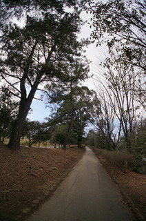 森林公園緑道