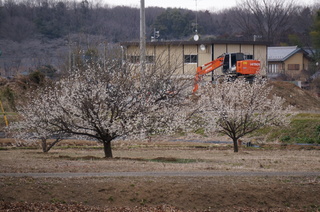 森林公園緑道、滑川町の梅