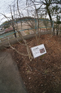 1森林公園緑道、滑川町のニシキギ