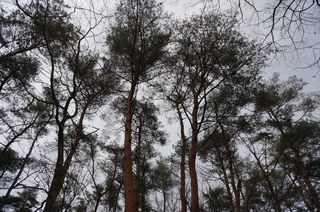武蔵丘陵森林公園