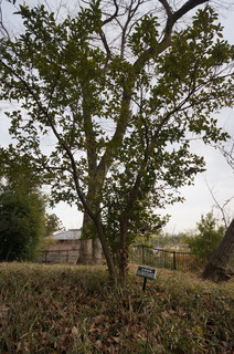 武蔵丘陵森林公園