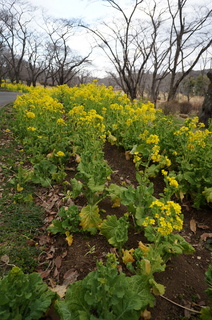武蔵丘陵森林公園