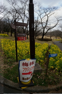 武蔵丘陵森林公園、梅林への道