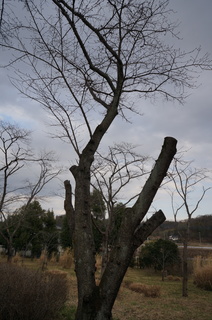 武蔵丘陵森林公園