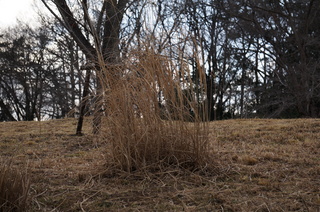 武蔵丘陵森林公園