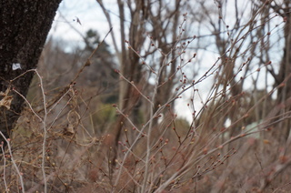 武蔵丘陵森林公園