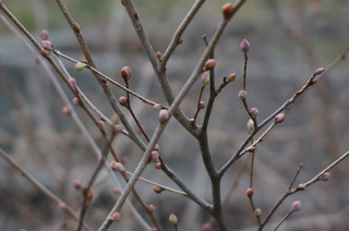 武蔵丘陵森林公園