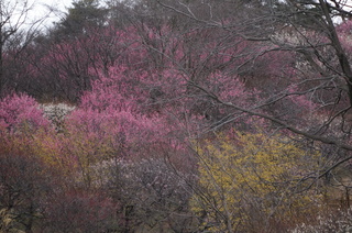 武蔵丘陵森林公園の梅