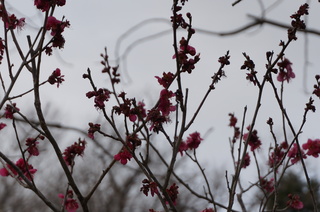 武蔵丘陵森林公園の梅の花