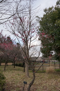 武蔵丘陵森林公園の梅
