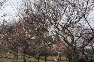 武蔵丘陵森林公園の梅の花