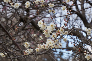 武蔵丘陵森林公園の梅の花