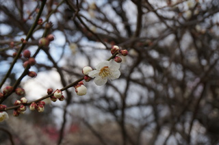 武蔵丘陵森林公園の梅の花