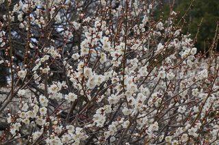 武蔵丘陵森林公園の梅の花