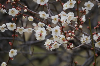 武蔵丘陵森林公園の梅の花