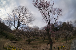 武蔵丘陵森林公園の梅