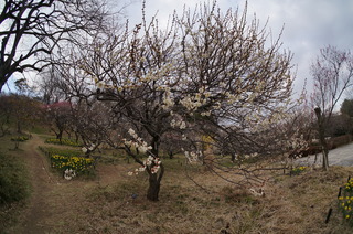 武蔵丘陵森林公園の梅の花