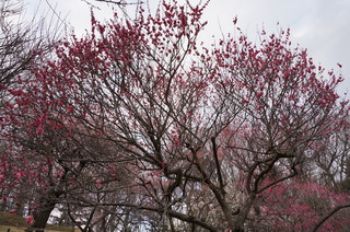 武蔵丘陵森林公園の梅の花