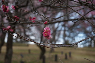 武蔵丘陵森林公園の梅の花