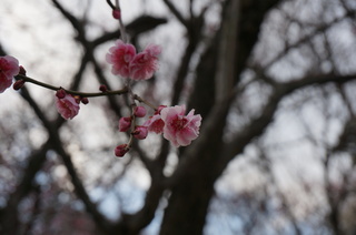 武蔵丘陵森林公園の梅の花