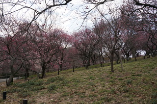 武蔵丘陵森林公園の梅の花