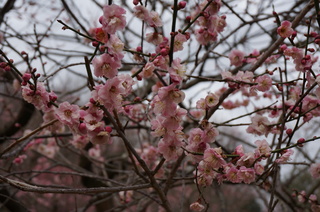 武蔵丘陵森林公園の梅の花
