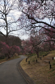 武蔵丘陵森林公園